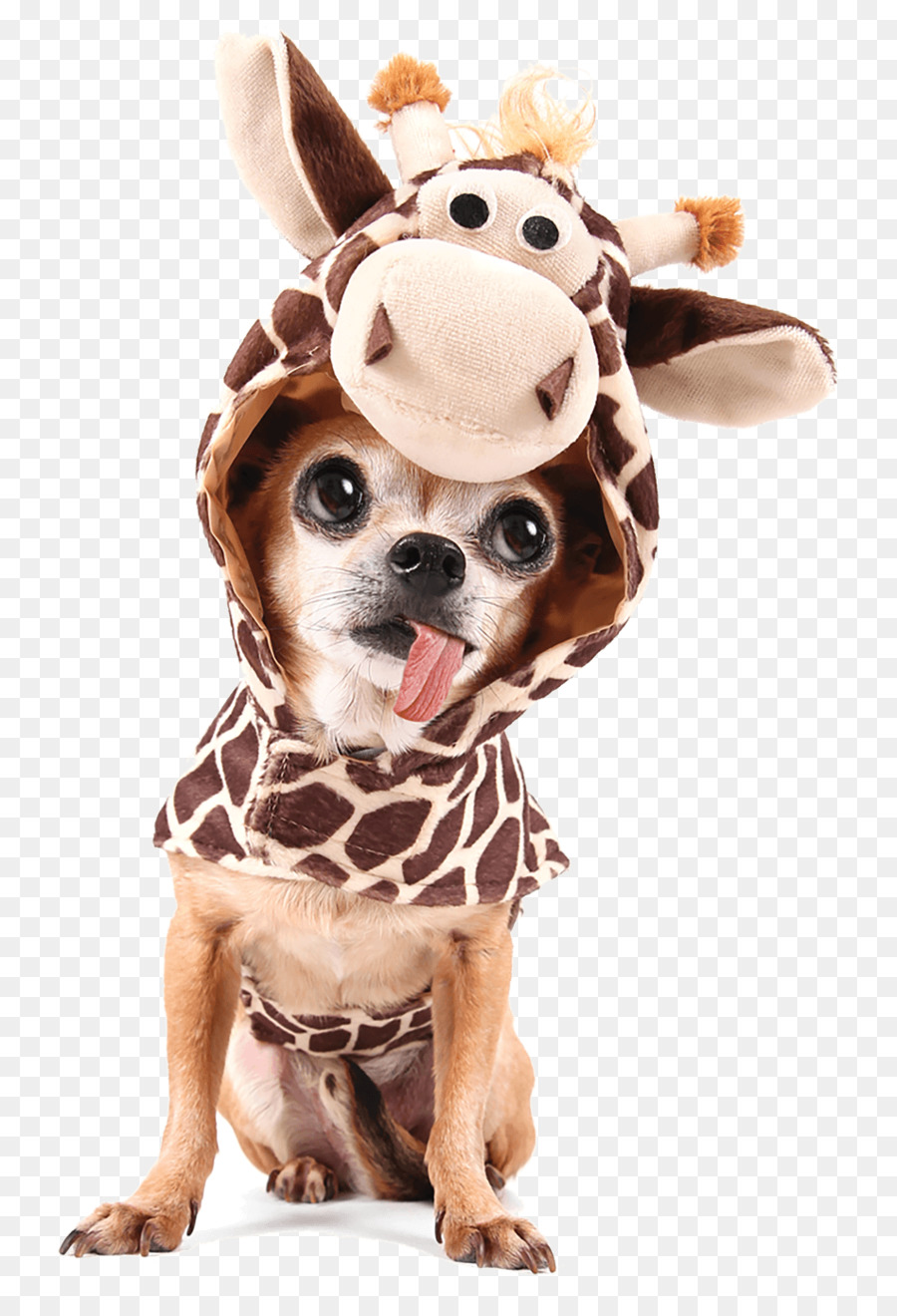 photo Scary Giraffe Chihuahua pinterest