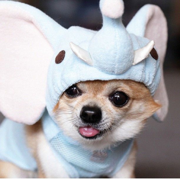 pix Scary Giraffe Chihuahua pin on pets and pets