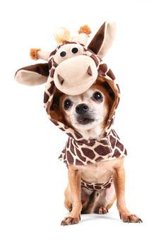 pix Scary Giraffe Chihuahua anita renfroe on twitter cute animals