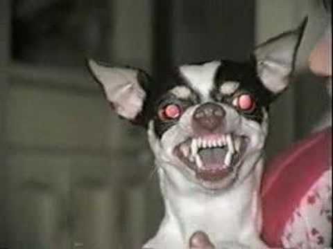 images Scary Giraffe Chihuahua freeart