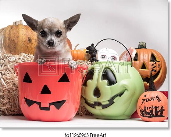 pics Scary Giraffe Chihuahua chihuahua chihuahua dogs chihuahua
