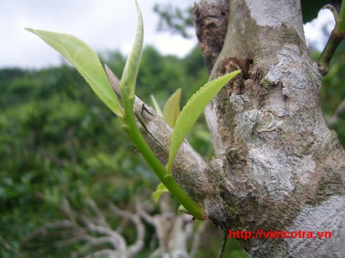 photo Shan Snow Tea ancient snow shan green tea