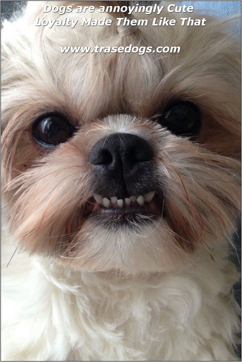 wallpapers Shih Tzu Smile shih tzu puppy smiles when owner picks