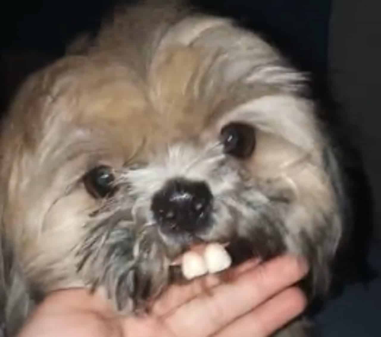 images Shih Tzu Smile this shih tzu stole grandad s dentures