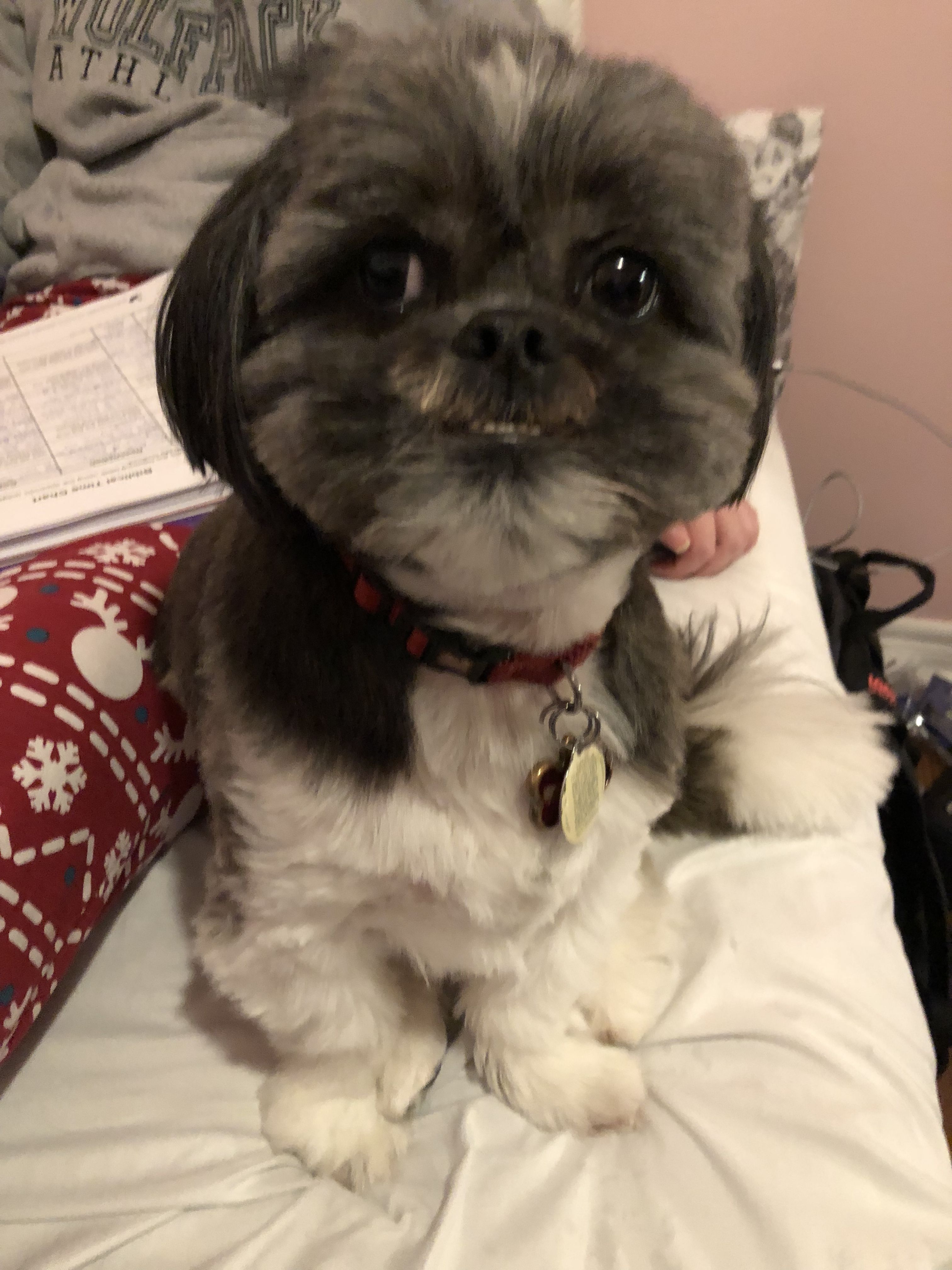 pic Shih Tzu Smile shih tzu smile