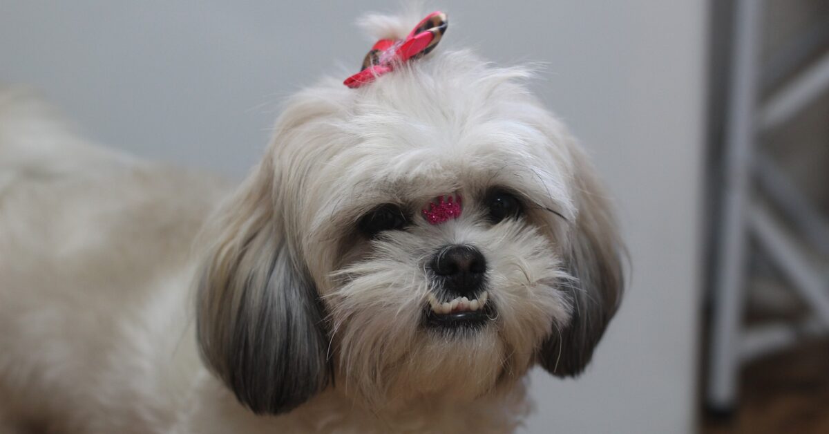 photo Shih Tzu Smile adorable shih tzu flashing its