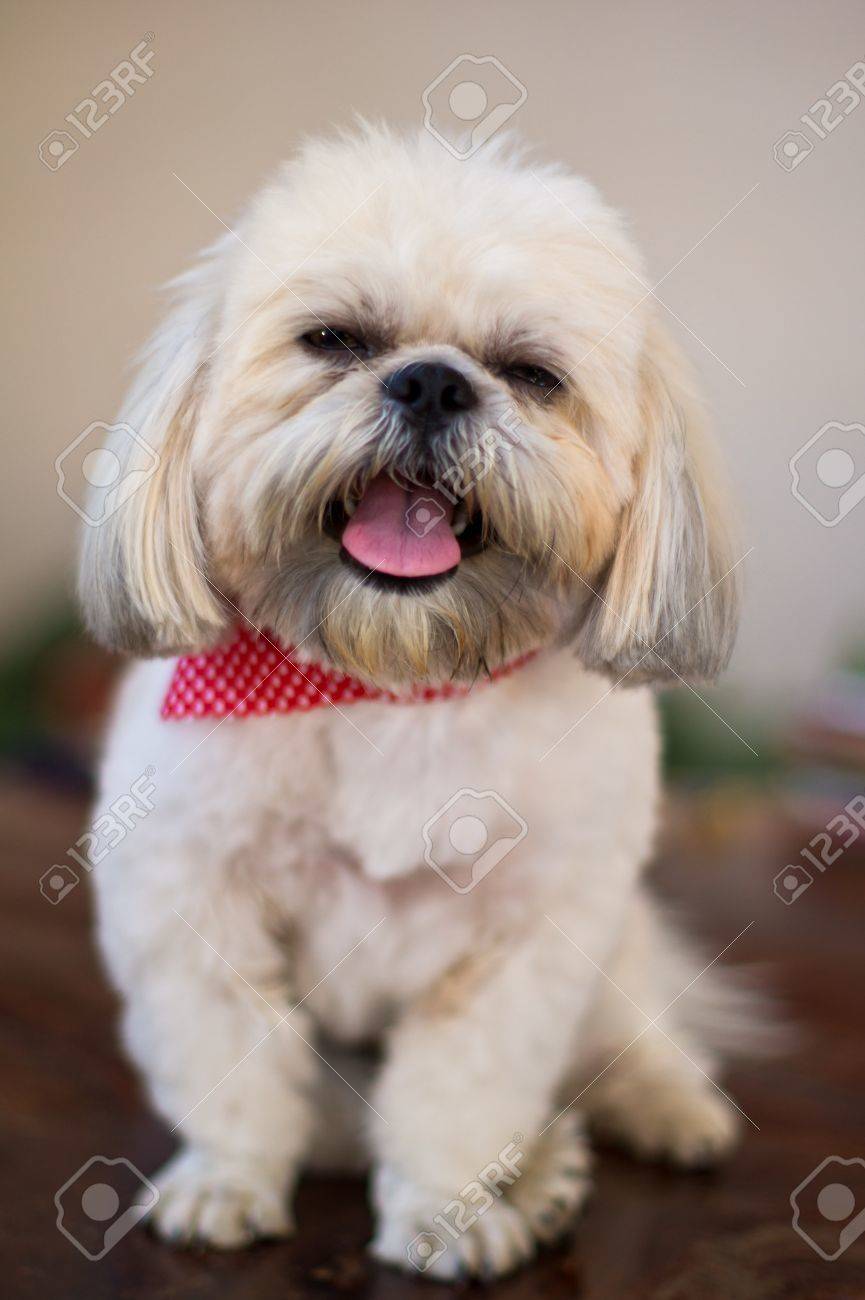 picture Shih Tzu Smile shih tzu shih tzus shih tzu puppy