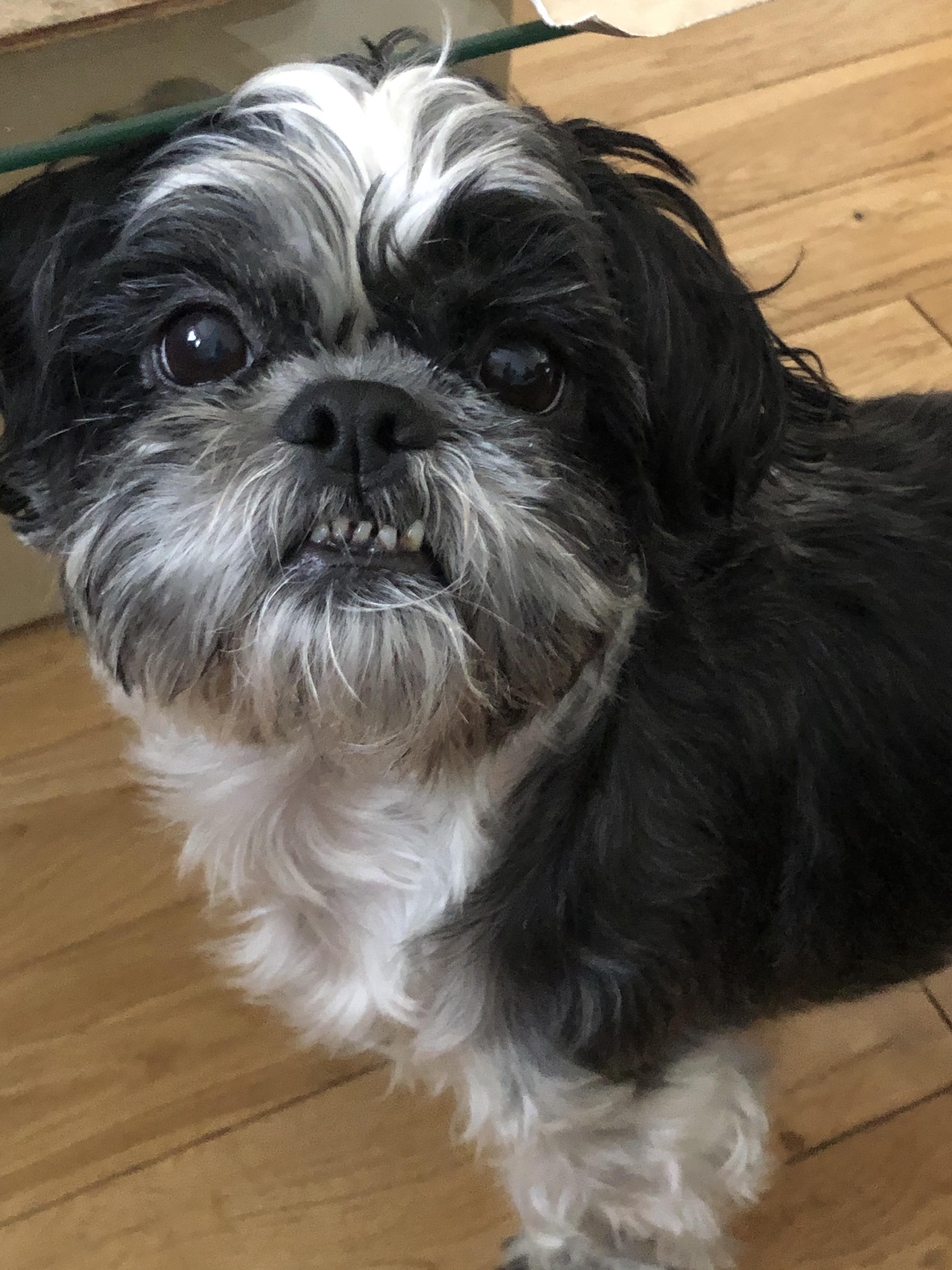 picture Shih Tzu Smile oc ruxpin loves car rides look at
