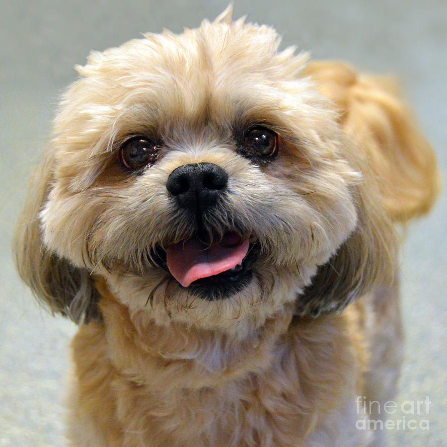 pic Shih Tzu Smile shih tzu shih tzu dog