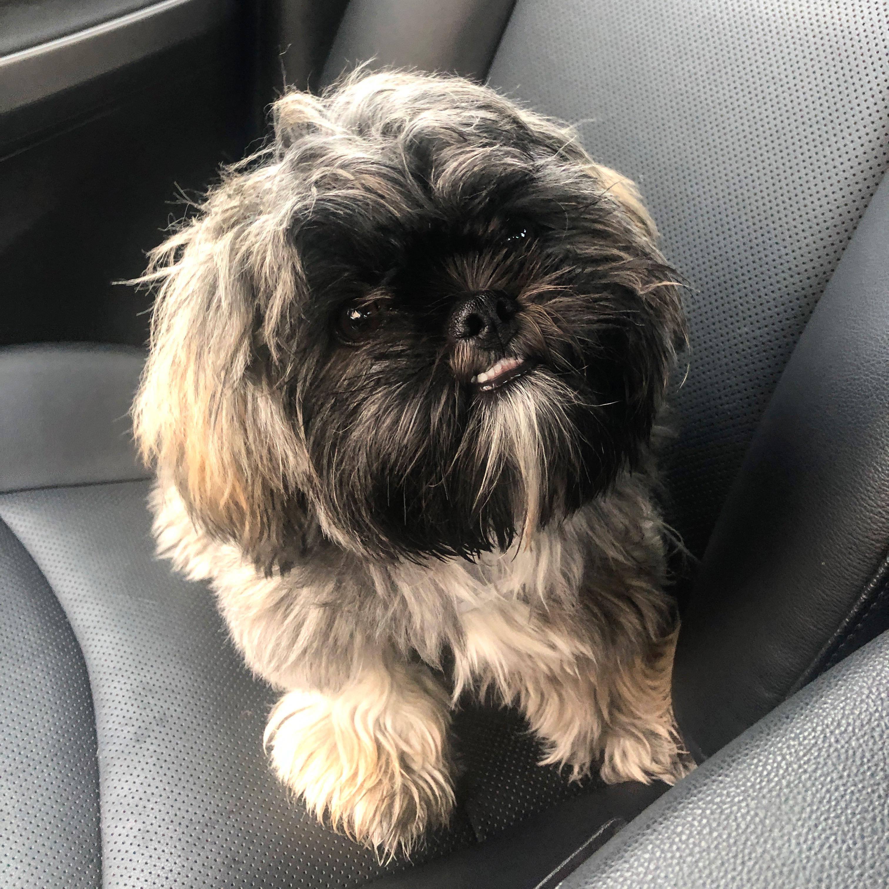 wallpapers Shih Tzu Smile shih tzu puppies