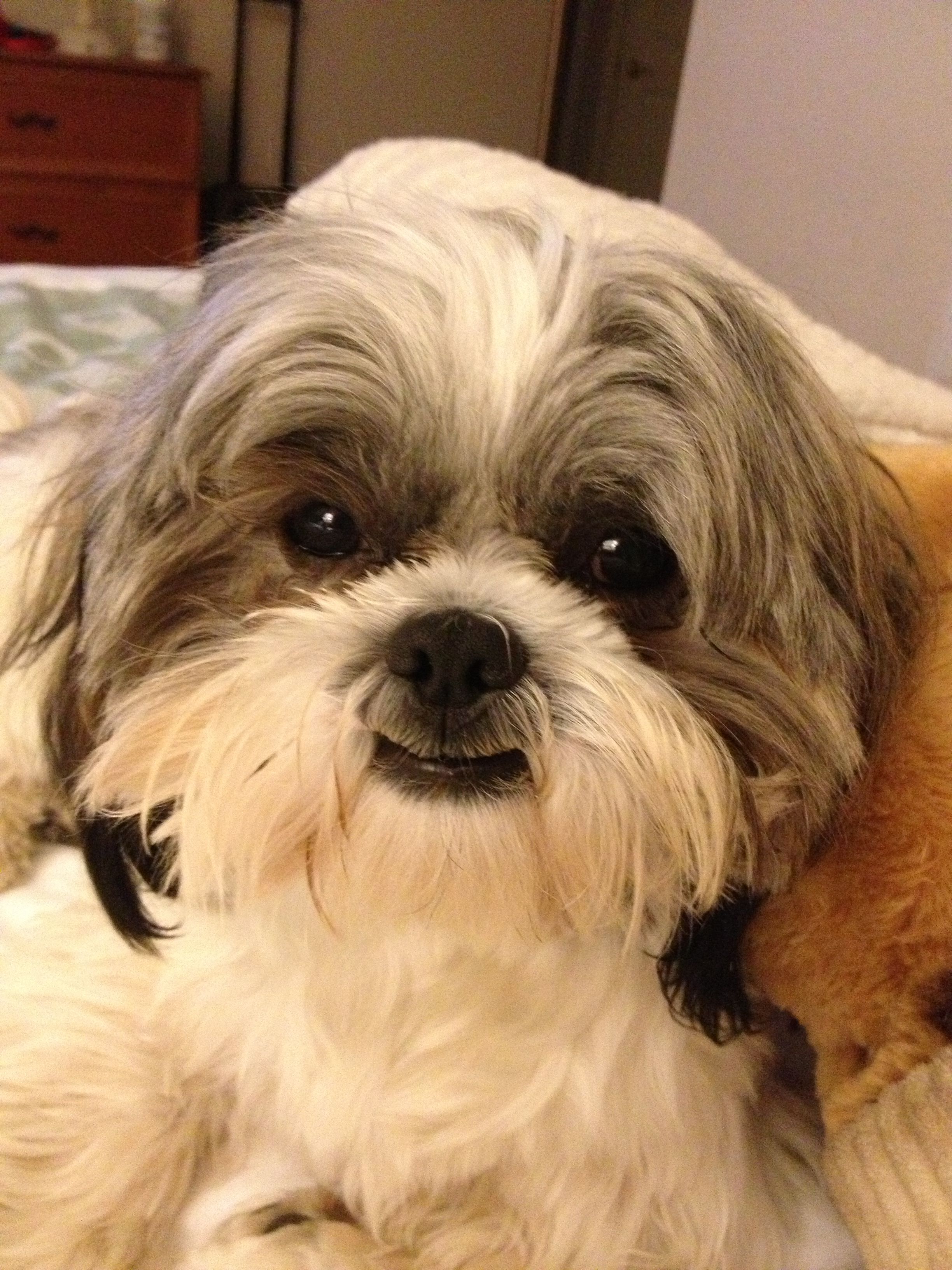 pic Shih Tzu Smile smiling with teeth shihtzu