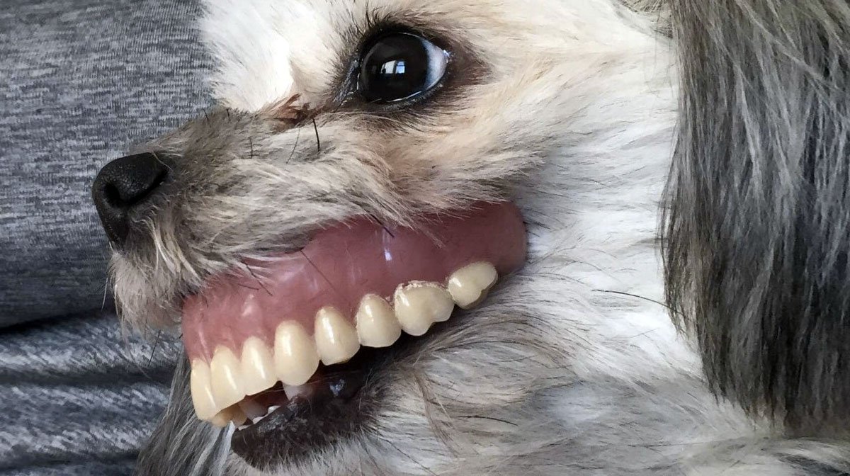 picture Shih Tzu Smile smiling shih tzu dog by catherine sherman