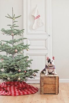 images Silver Tip Fir Christmas Tree christmas tree types available at big