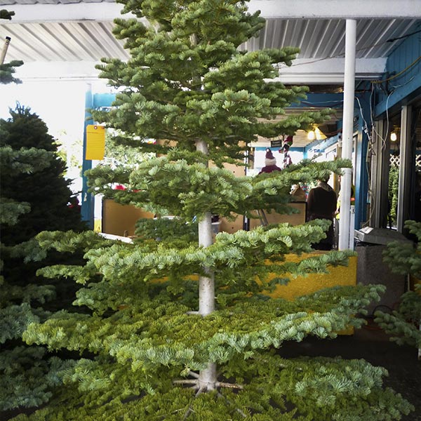 photo Silver Tip Fir Christmas Tree trees bambi s