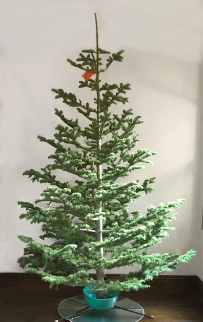 photo Silver Tip Fir Christmas Tree 25 silver tip christmas trees ideas