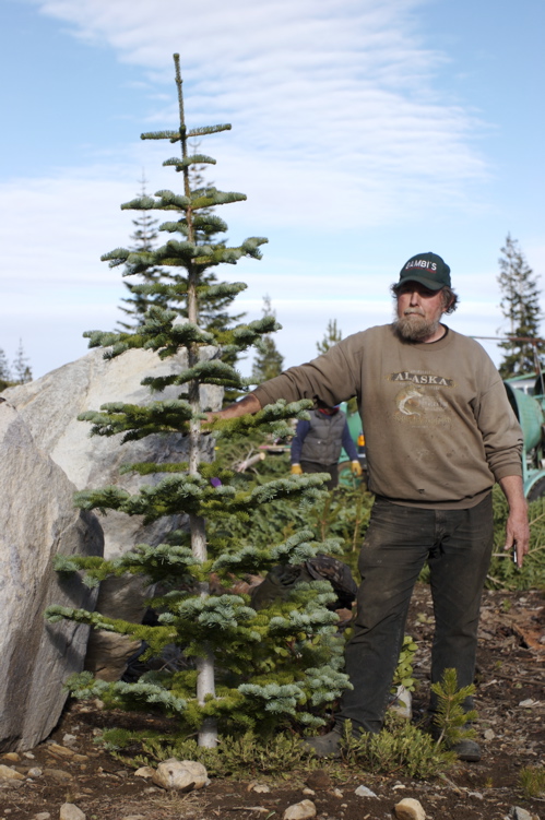 photo Silver Tip Fir Christmas Tree 25 silver tip christmas trees ideas