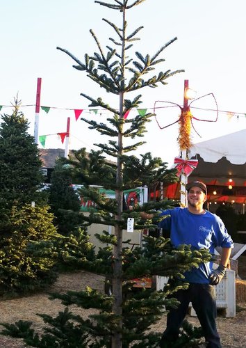 photo Silver Tip Fir Christmas Tree tina s trees
