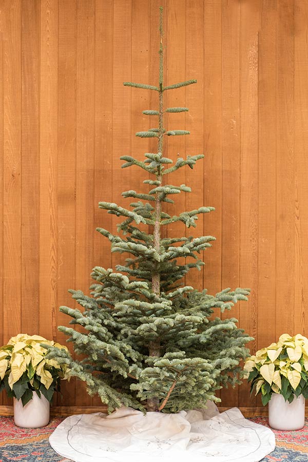 photo Silver Tip Fir Christmas Tree our trees pronzini farms