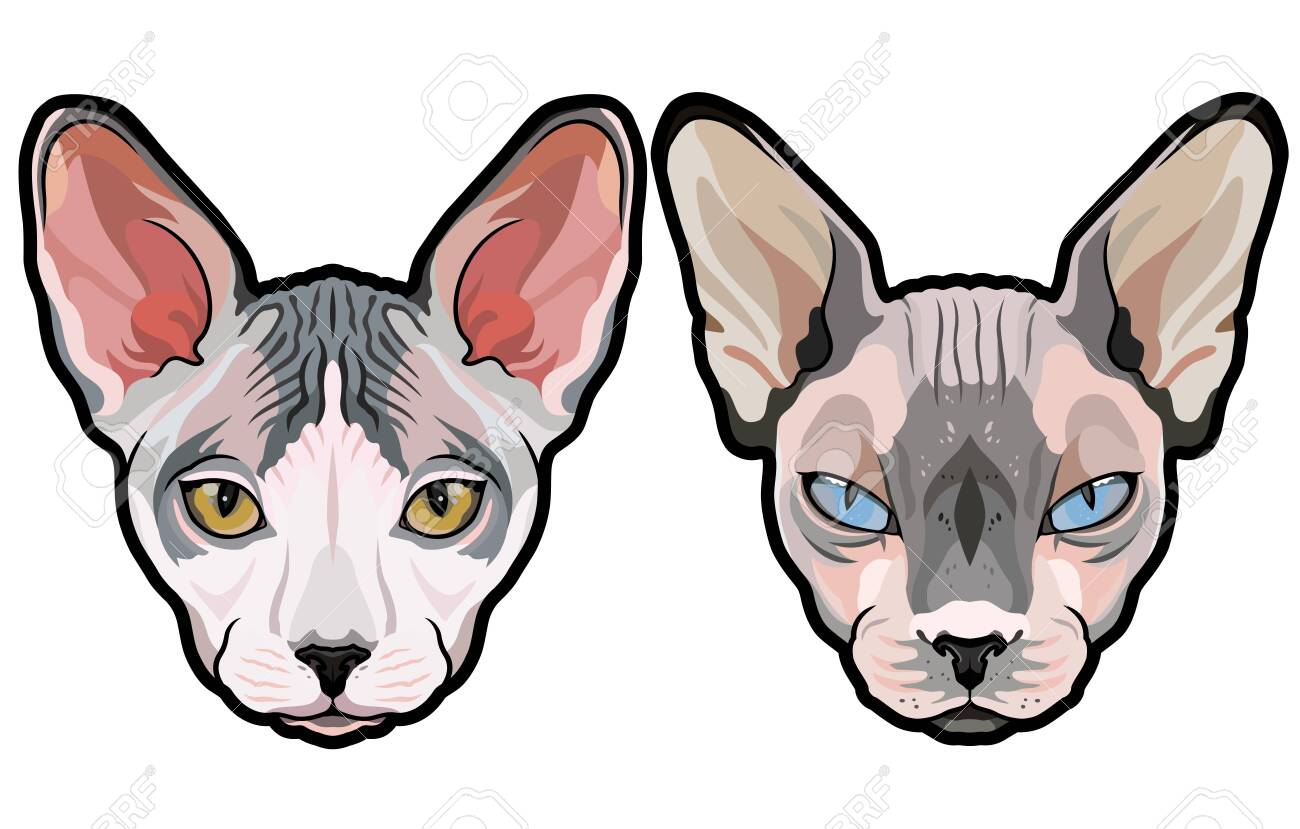 images Sphynx Cat Clipart cartoon sphynx cat