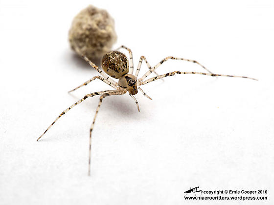 pix Tangle Web Spider www citscihub nz