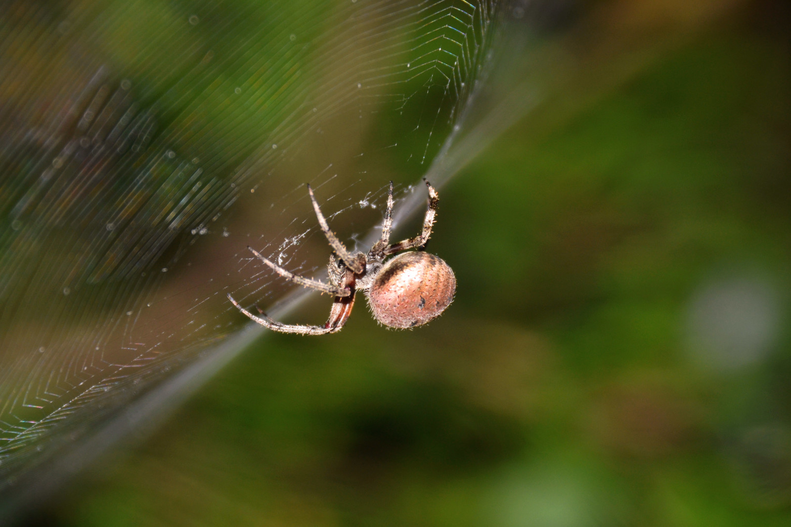 pic Tangle Web Spider tangle web