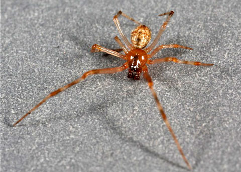 pic Tangle Web Spider tangle web spiders