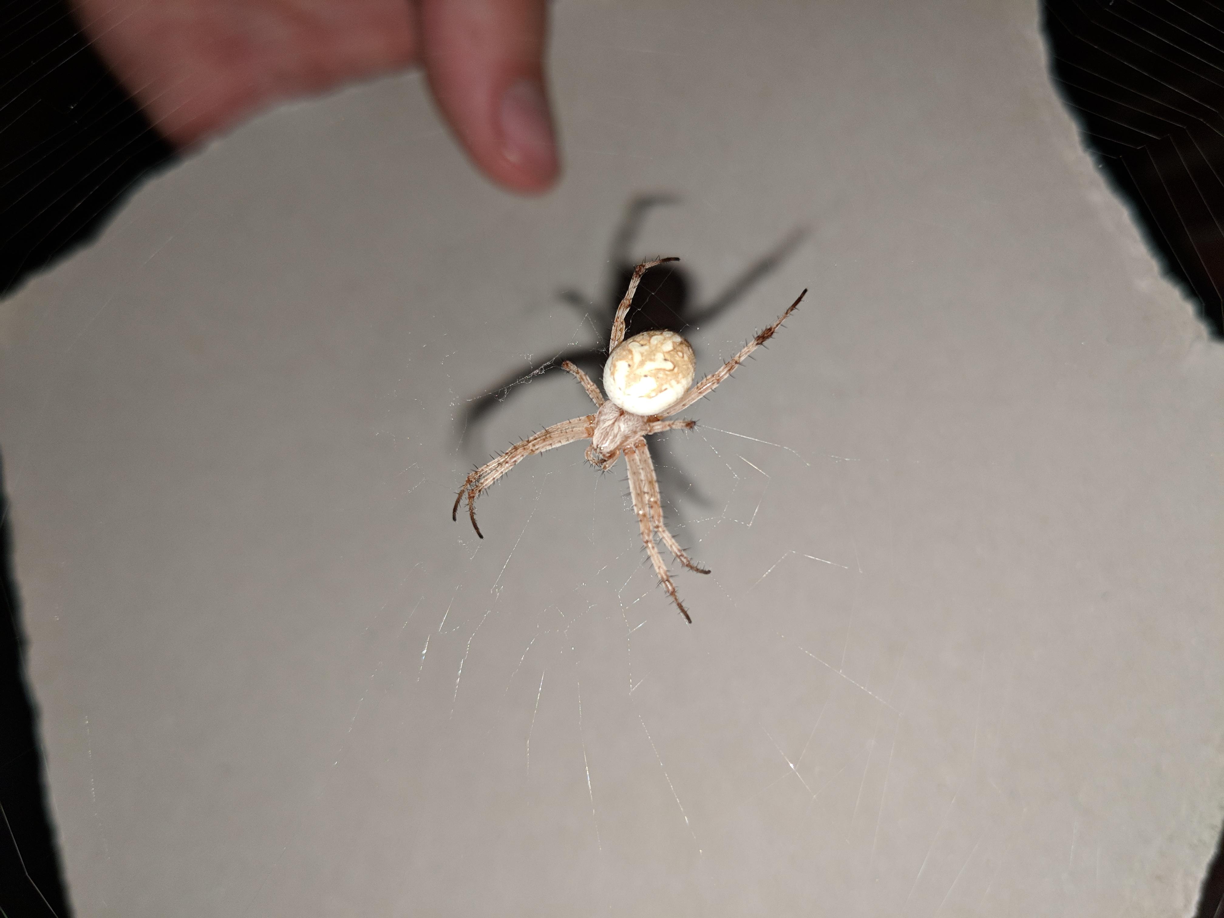 wallpapers Tangle Web Spider female tangle web spider platnickina tincta bugguide net