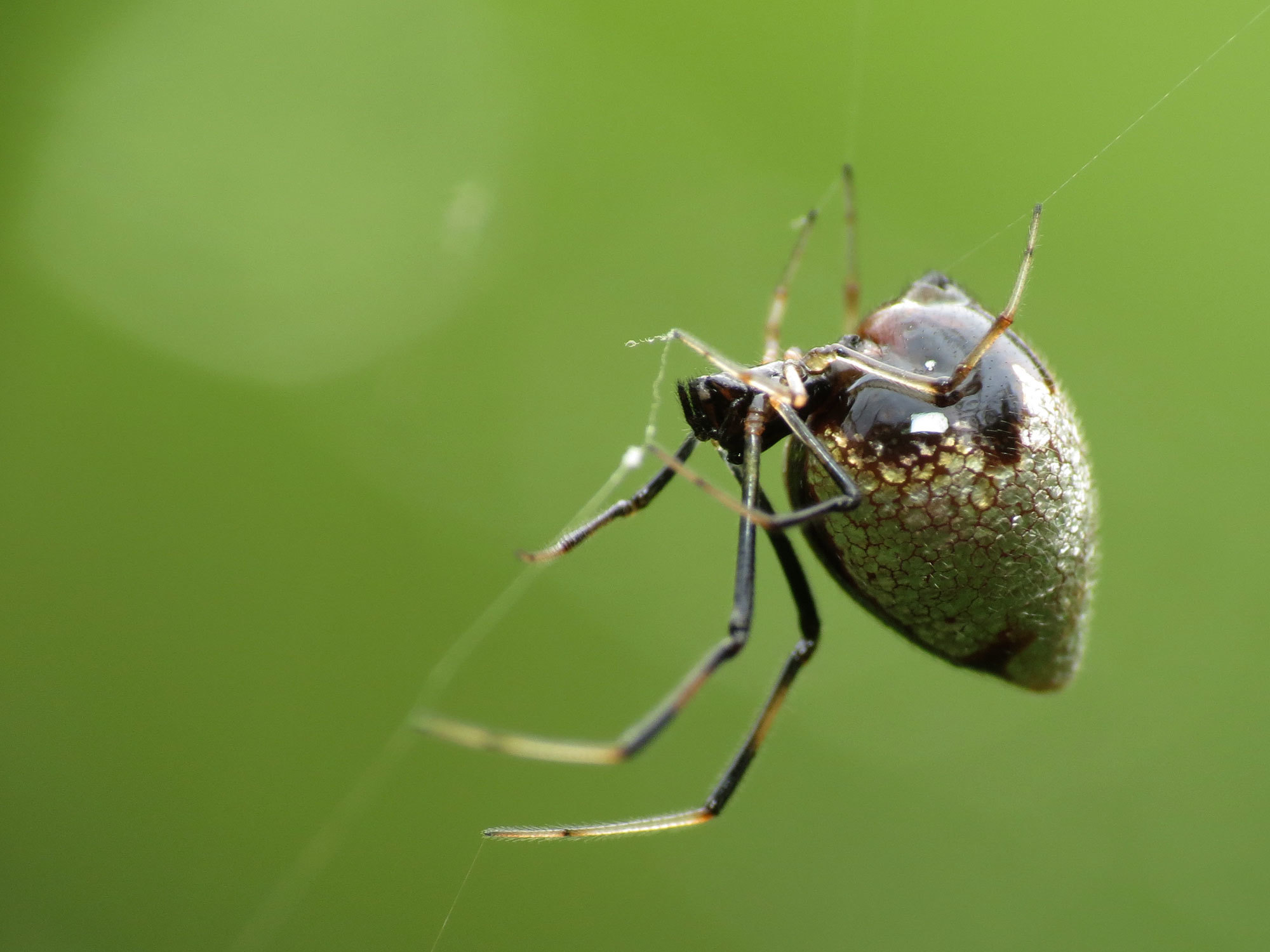 wallpapers Tangle Web Spider pulley system to catch large prey