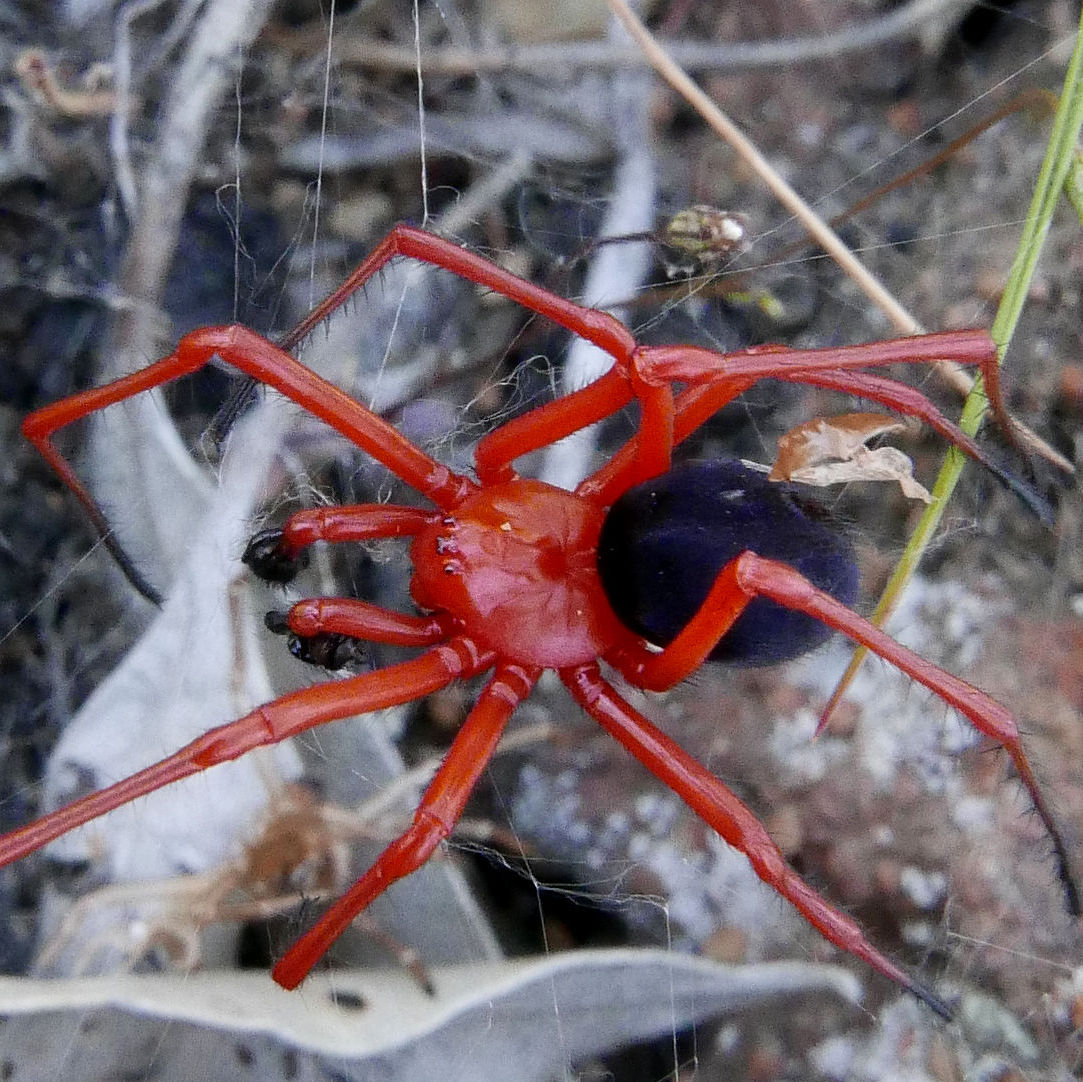 wallpapers Tangle Web Spider tangle web spiders
