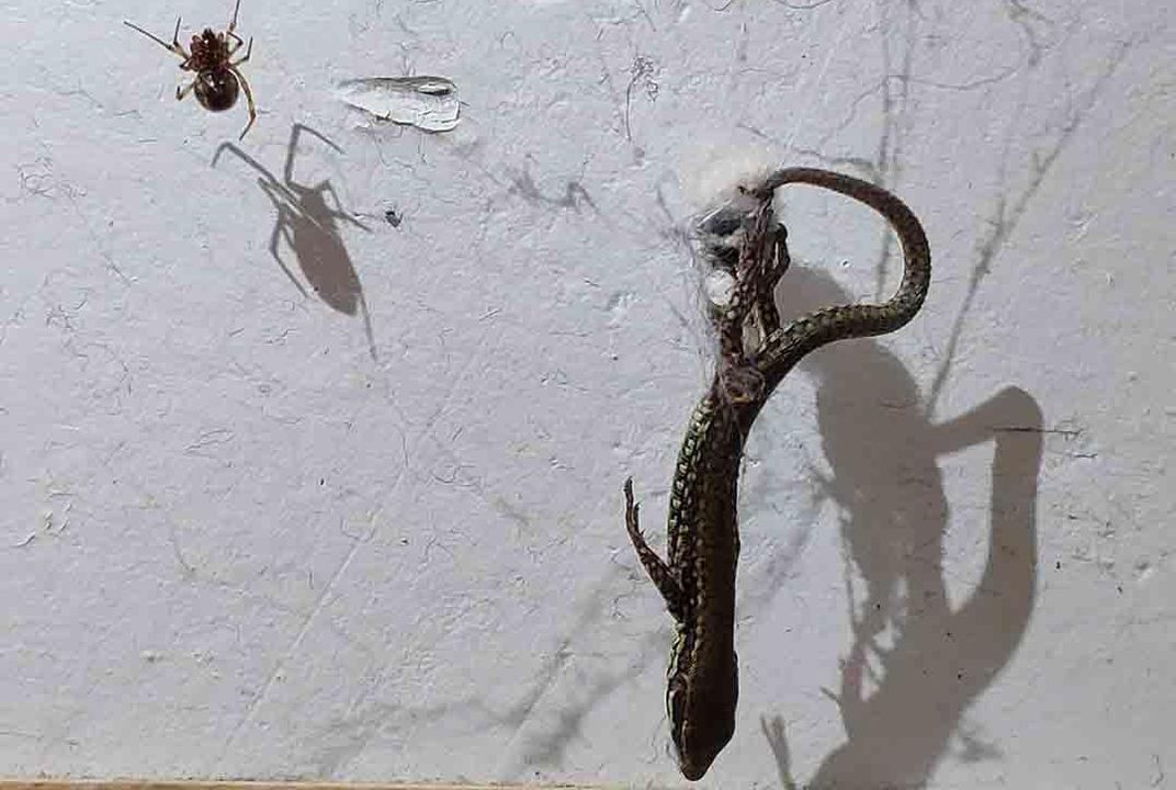 images Tangle Web Spider theridiidae wikipedia