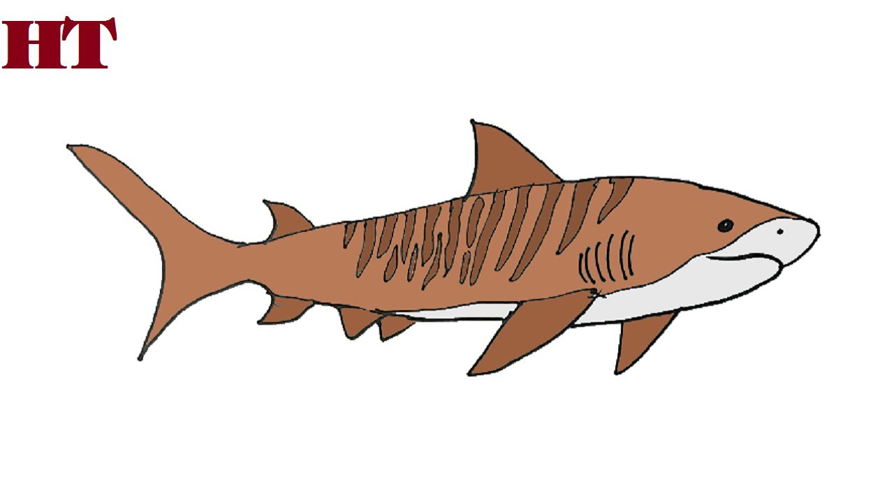 photo Tiger Shark Drawing how to draw a tiger shark