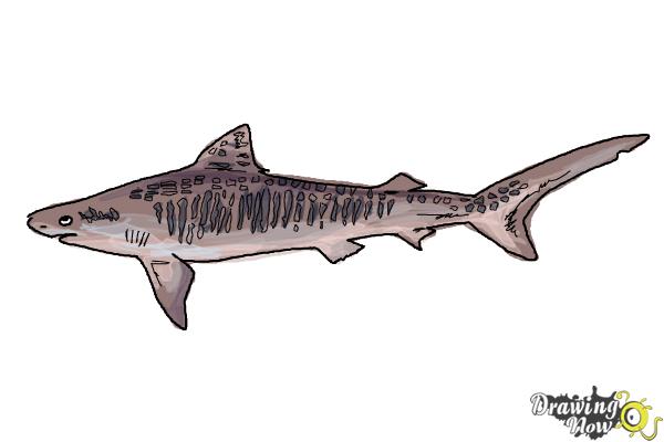 picture Tiger Shark Drawing how to draw a tiger shark step by step fish drawing easy
