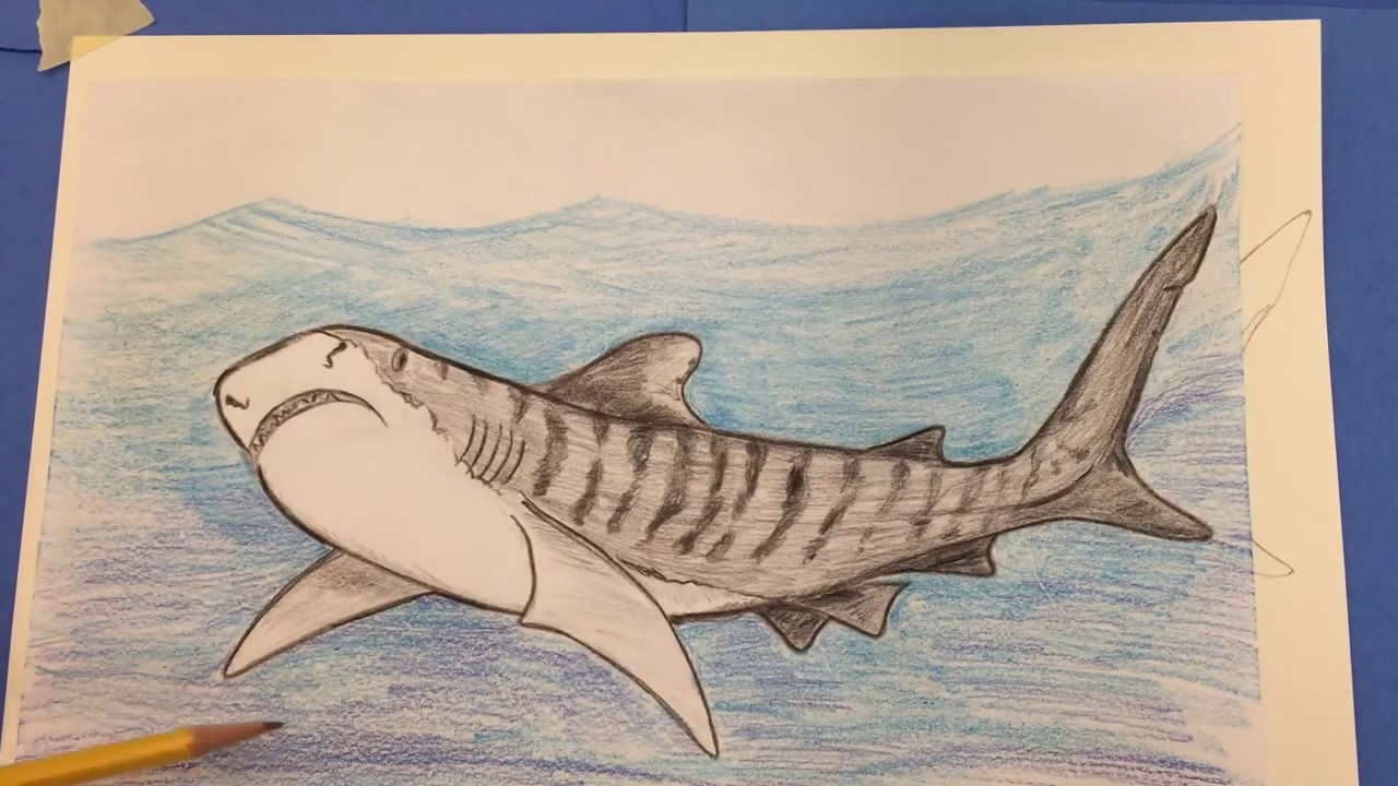 photo Tiger Shark Drawing draw a tiger shark tigershark