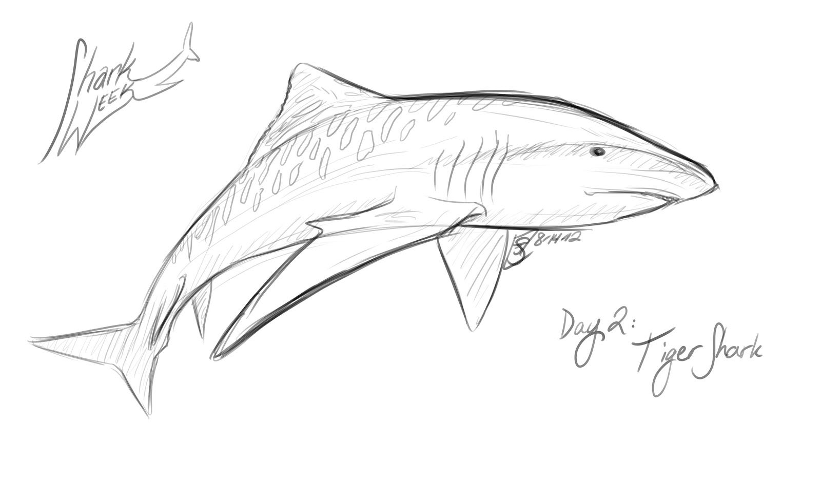pic Tiger Shark Drawing how to draw a tiger shark step by step