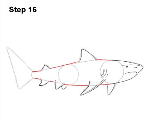 pic Tiger Shark Drawing how to draw a tiger shark drawingnow