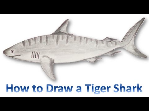picture Tiger Shark Drawing how to draw a tiger shark video step