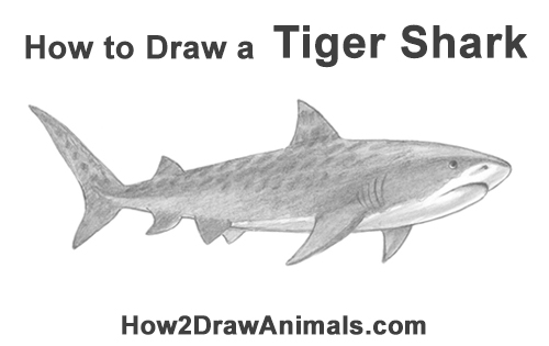 photo Tiger Shark Drawing tiger shark original drawing etsy