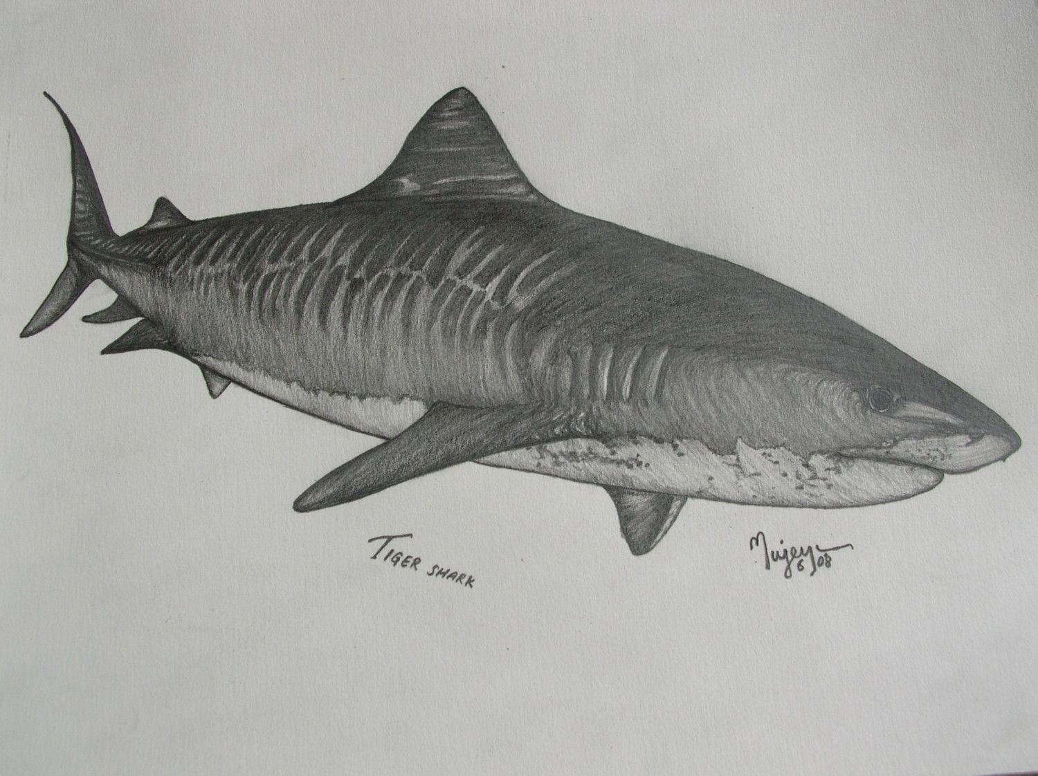 picture Tiger Shark Drawing how to draw a tiger shark