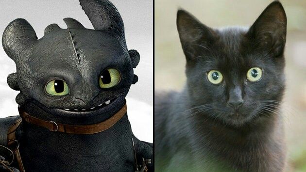 pics Toothless Cat Animation how to train your dragon starring my cat owlkitty