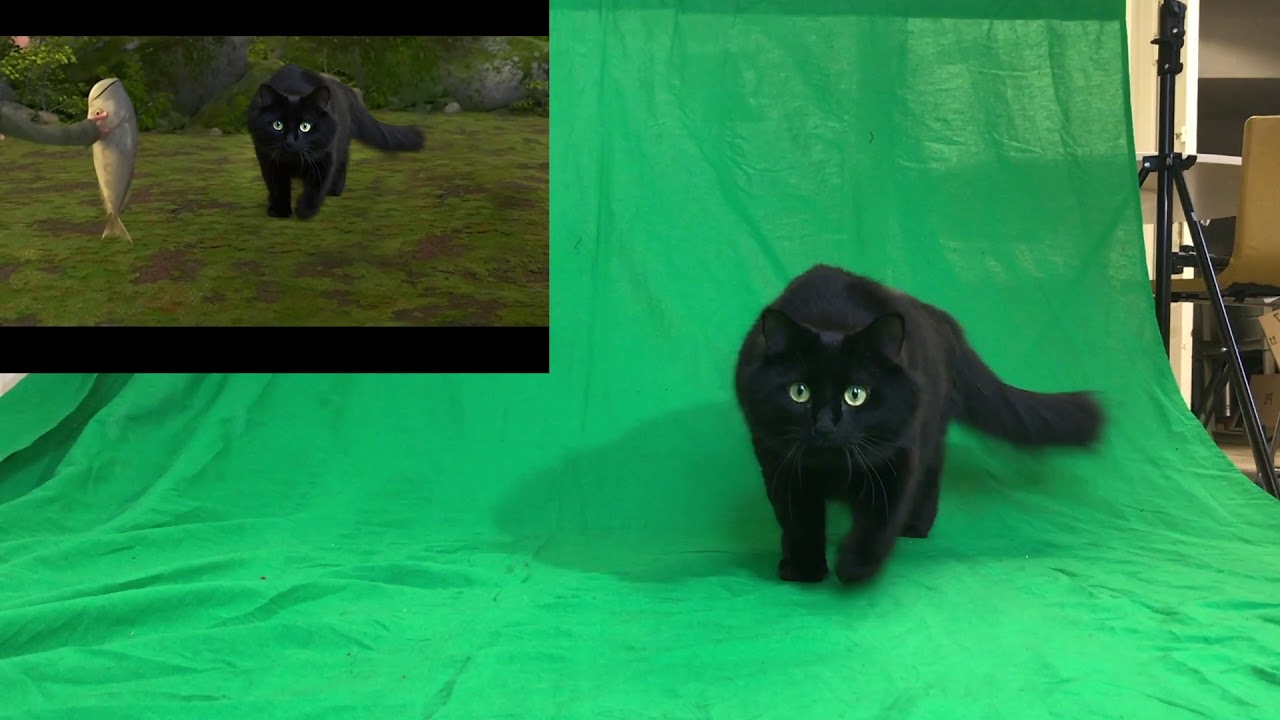 wallpapers Toothless Cat Animation black cats that are actually toothless