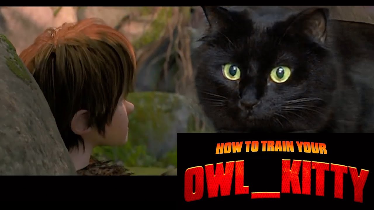 pics Toothless Cat Animation pets movie how to train your dragon