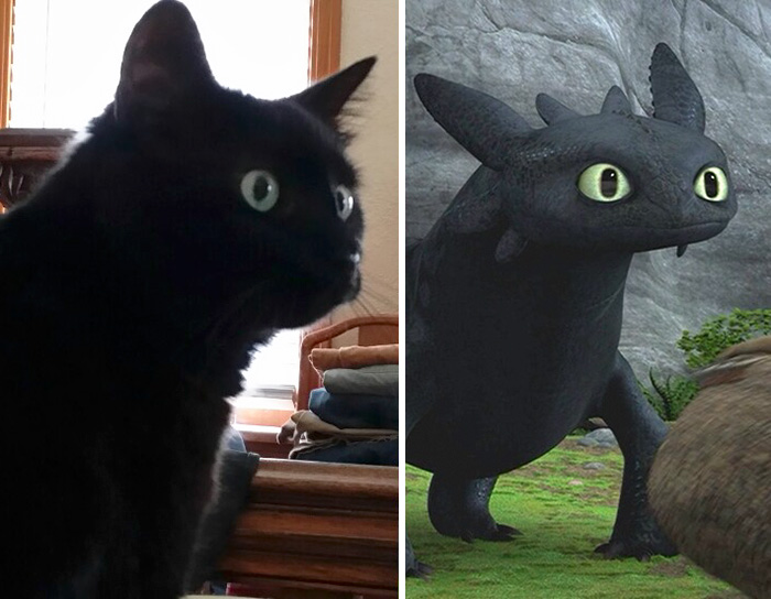 picture Toothless Cat Animation i iz cat