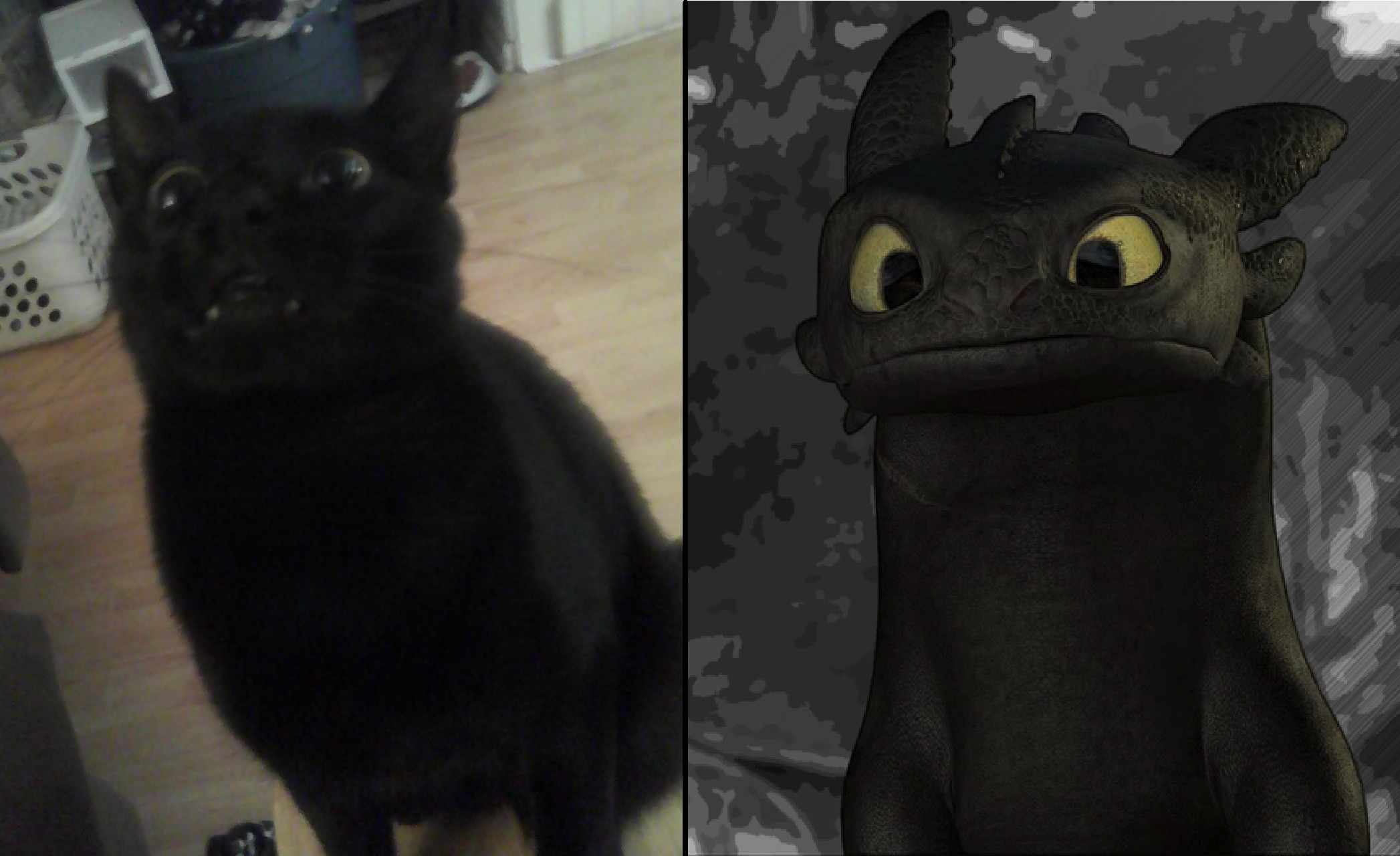 picture Toothless Cat Animation this is why my cat is named toothless