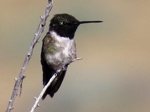 images Transparent Black Hummingbird black hummingbird png transparent png