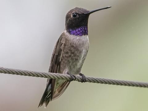 picture Transparent Black Hummingbird kisspng hummingbird drawing clip art