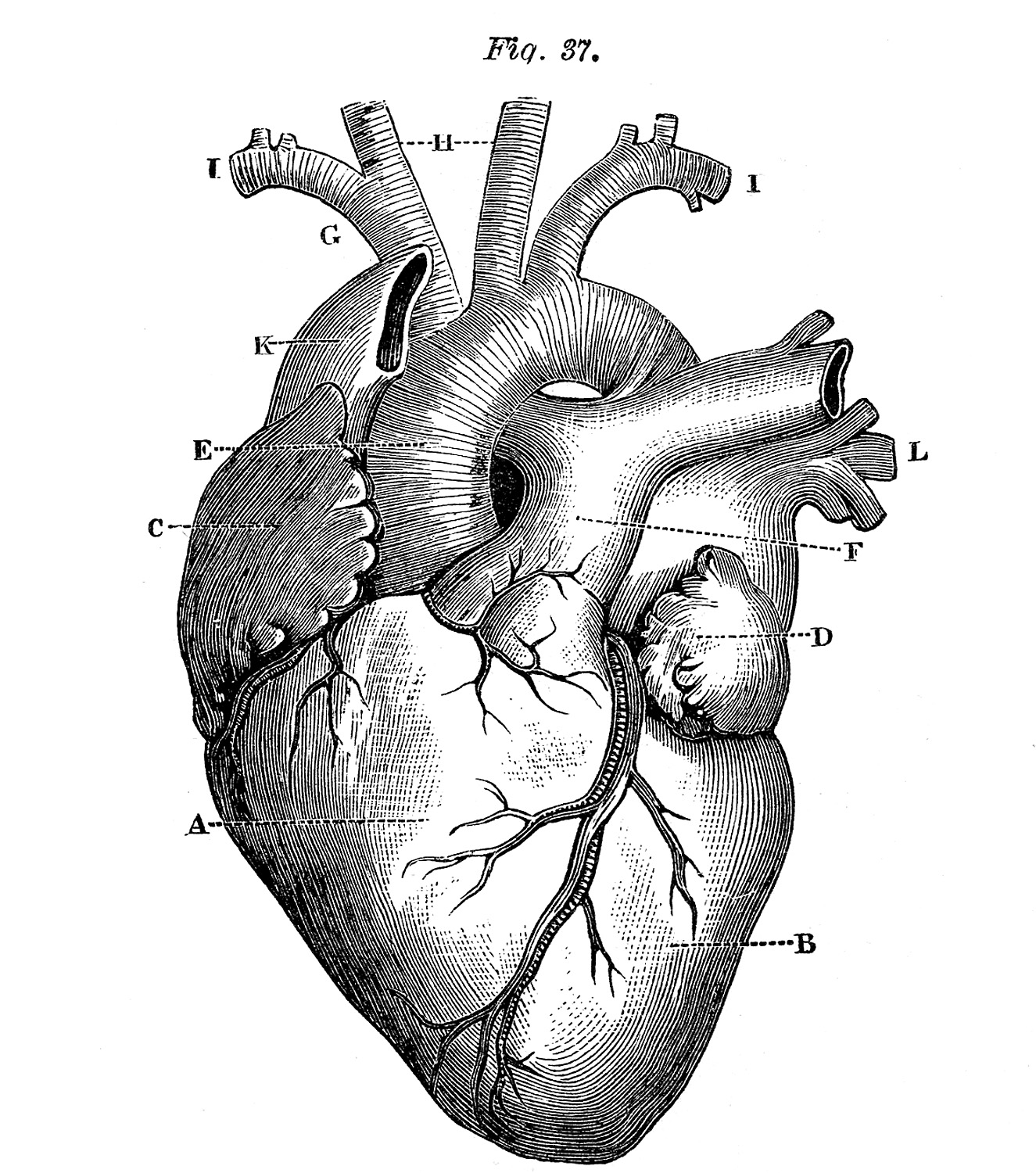 wallpapers Vintage Heart Drawing heart anatomy anatomical heart tattoo