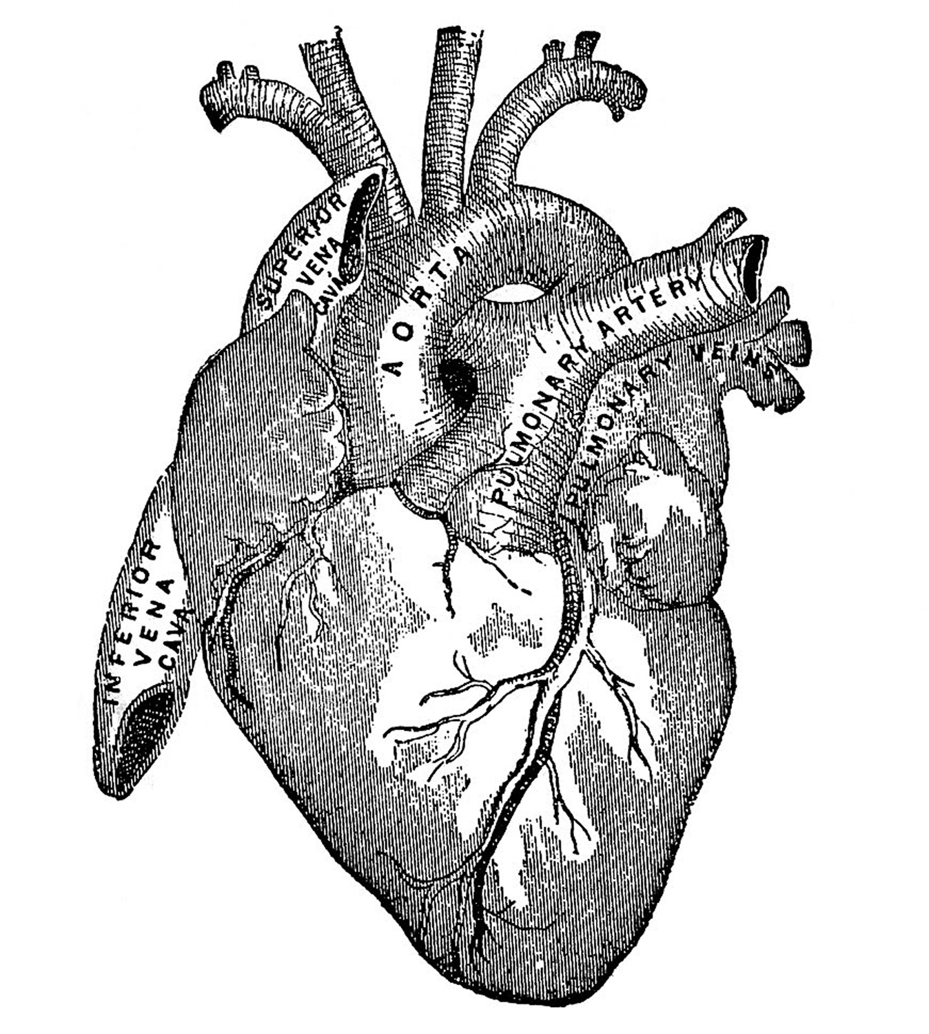 wallpapers Vintage Heart Drawing human heart vintage medical diagram 2 by vintage anatomy prints
