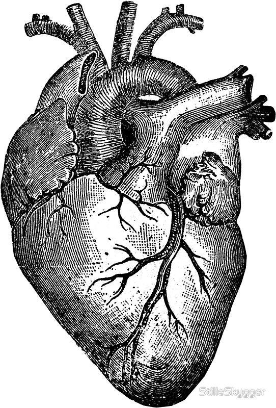 pix Vintage Heart Drawing antique anatomical heart illustration vintage heart anatomy etsy