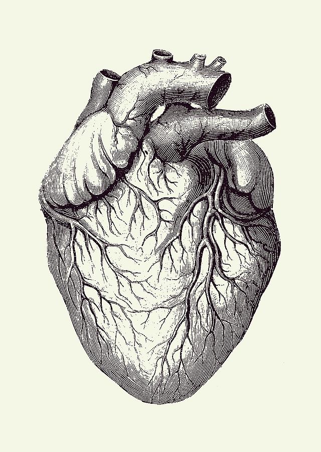 pics Vintage Heart Drawing belinzstore vintage heart anatomy stickers 3 pcs pack