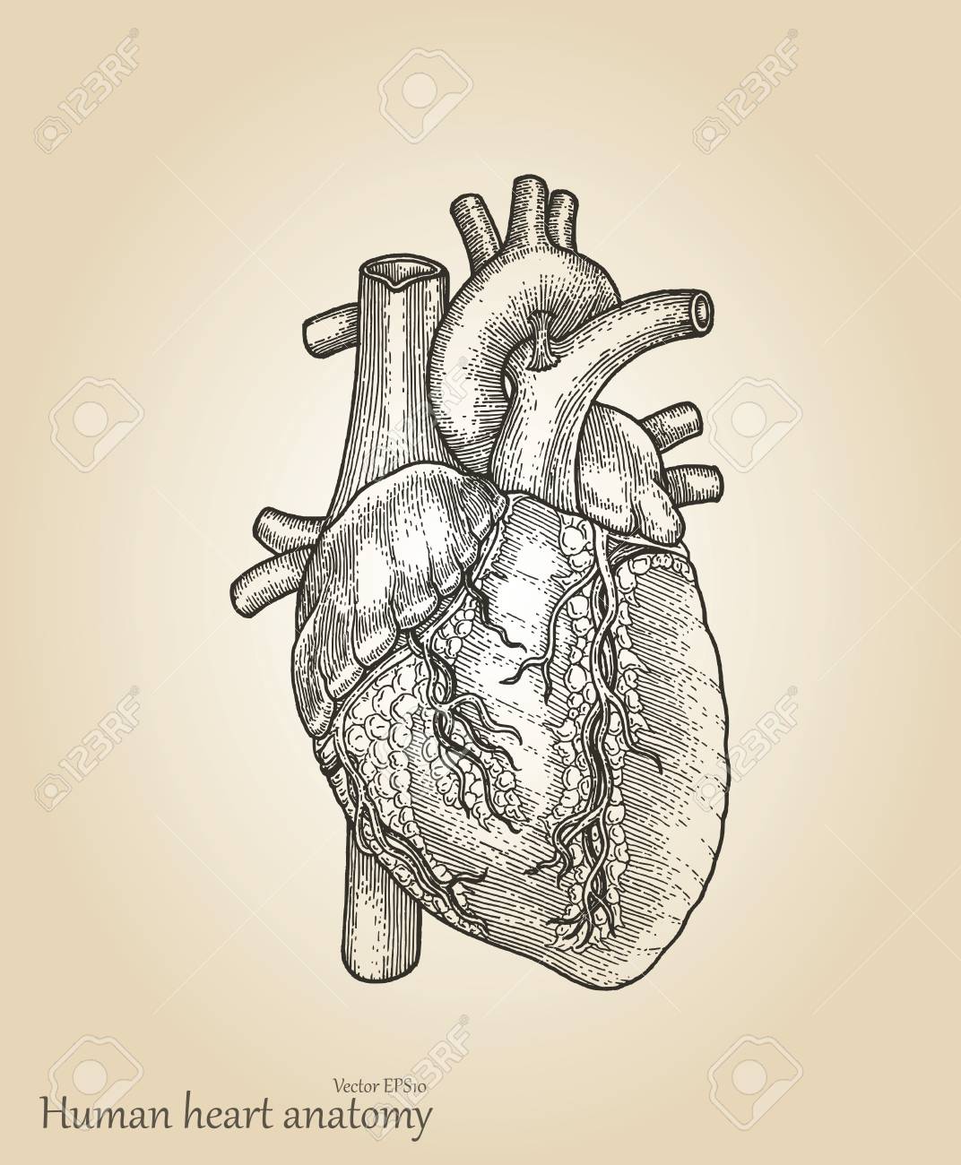 wallpapers Vintage Heart Drawing 6 anatomical heart pictures the